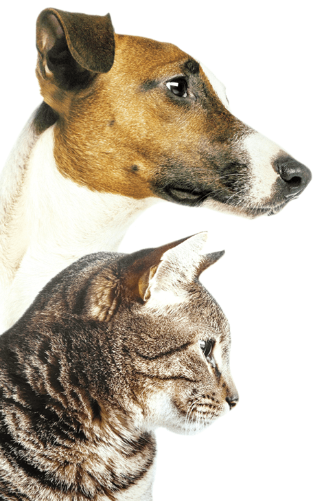 лечение кошек и собак
