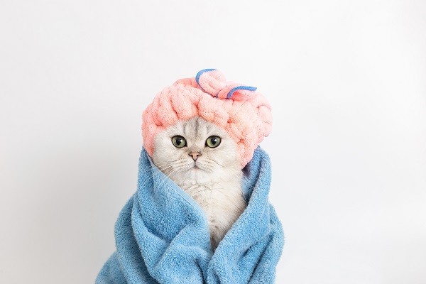 груминг кошек