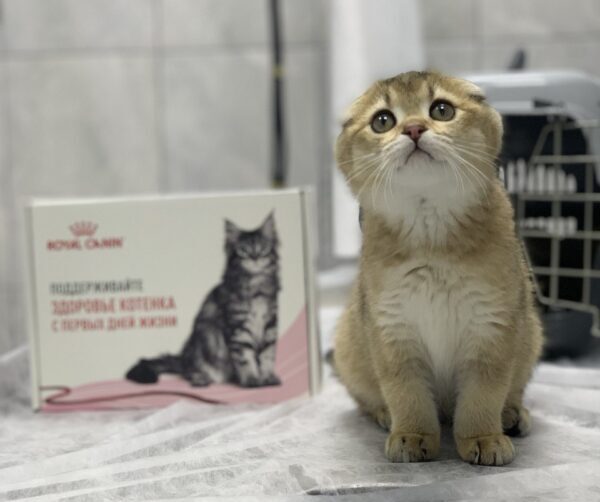 вакцинация и чипирование